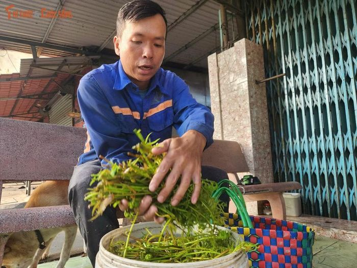 Điều khiến người đàn ông này lo lắng nhất không phải thu nhập bấp bênh mà là những hiểm nguy luôn rình rập. Năm 2024, anh từng bị rắn lục đuôi đỏ cắn khi đang hái rau và phải nghỉ làm gần hai tuần để điều trị. Ngoài rắn độc, ong vò vẽ cũng là nỗi ám ảnh của những người thường xuyên vào các khu vực hoang hóa. Chỉ một chút bất cẩn cũng có thể dẫn đến những tai nạn nguy hiểm.