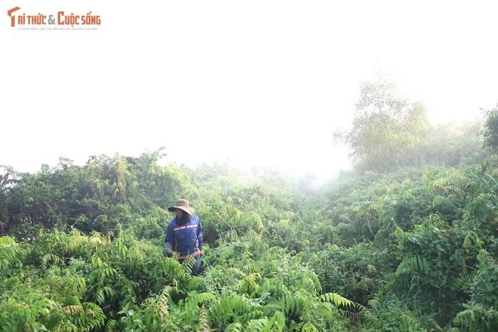 Gần 20 năm nay, anh Hùng gắn bó với công việc lội bùn, len lỏi qua những bụi sậy rậm rạp để tìm từng ngọn đọt choại non. Loại rau mọc tự nhiên này được nhiều người yêu thích bởi vị ngọt, giòn và thường dùng để luộc, xào hoặc ăn kèm lẩu.