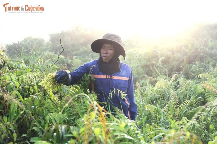 Theo anh Hùng, nghề hái rau được mẹ anh truyền lại từ khi còn nhỏ. Những lần theo mẹ vào rừng hái rau đã giúp anh quen với công việc và gắn bó với nghề đến tận hôm nay.