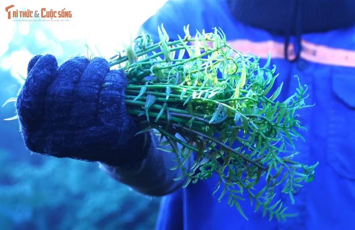 Rau sau khi hái được mang về phòng trọ để rửa sạch, phân loại rồi bày bán ven đường Trần Văn Giàu. Mẹ anh là bà Nguyễn Thị Ngọc Phú (76 tuổi) phụ ngồi bán trong lúc con trai tiếp tục mưu sinh.