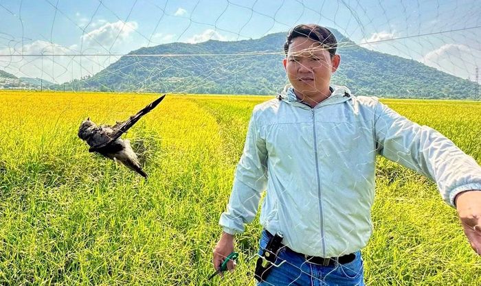 Chim yến bị đánh bắt trái phép khiến số lượng, sản lượng yến tại Khánh Hòa suy giảm mạnh