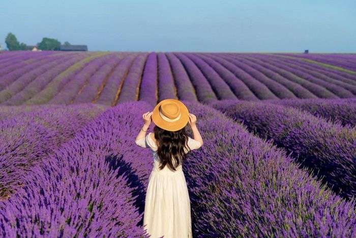 Thời điểm này hằng năm, những cánh đồng lavender hút đông du khách nhưng năm nay, do nắng nóng, hoạt động tham quan, chụp ảnh rất khó khăn. Ảnh: Nguyễn Anh Lukas