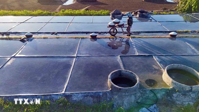 Người dân vận chuyển muối từ cánh đồng về nơi tập kết. (Ảnh: Hữu Quyết/TTXVN)