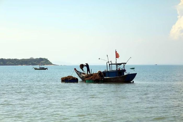 Người dân xã đảo Tam Hải khai thác rong mơ vào buổi sáng ở các bãi đá quanh đảo. (Ảnh: Đỗ Trưởng/TTXVN)