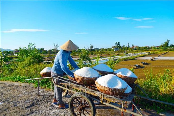 Trung bình trong những ngày nắng nóng diêm dân có thể sản xuất từ 2-3 tạ muối.