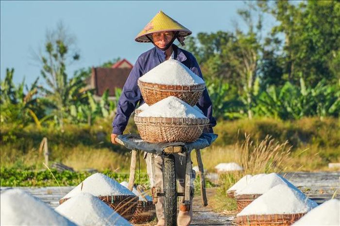 Dù thu nhập thấp nhưng người dân Châu Hạ vẫn giữ nghề muối truyền thống.