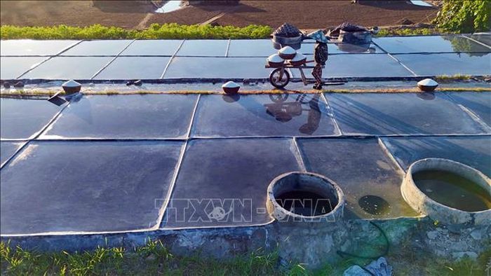 Người dân vận chuyển muối từ cánh đồng về nơi tập kết.