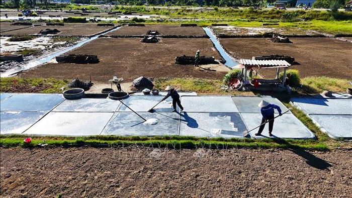 Diêm dân dùng dụng cụ cào thu gom muối trên các ô nại