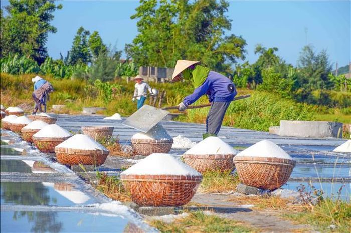 Những rổ muối trắng được tập kết chờ vận chuyển về kho.