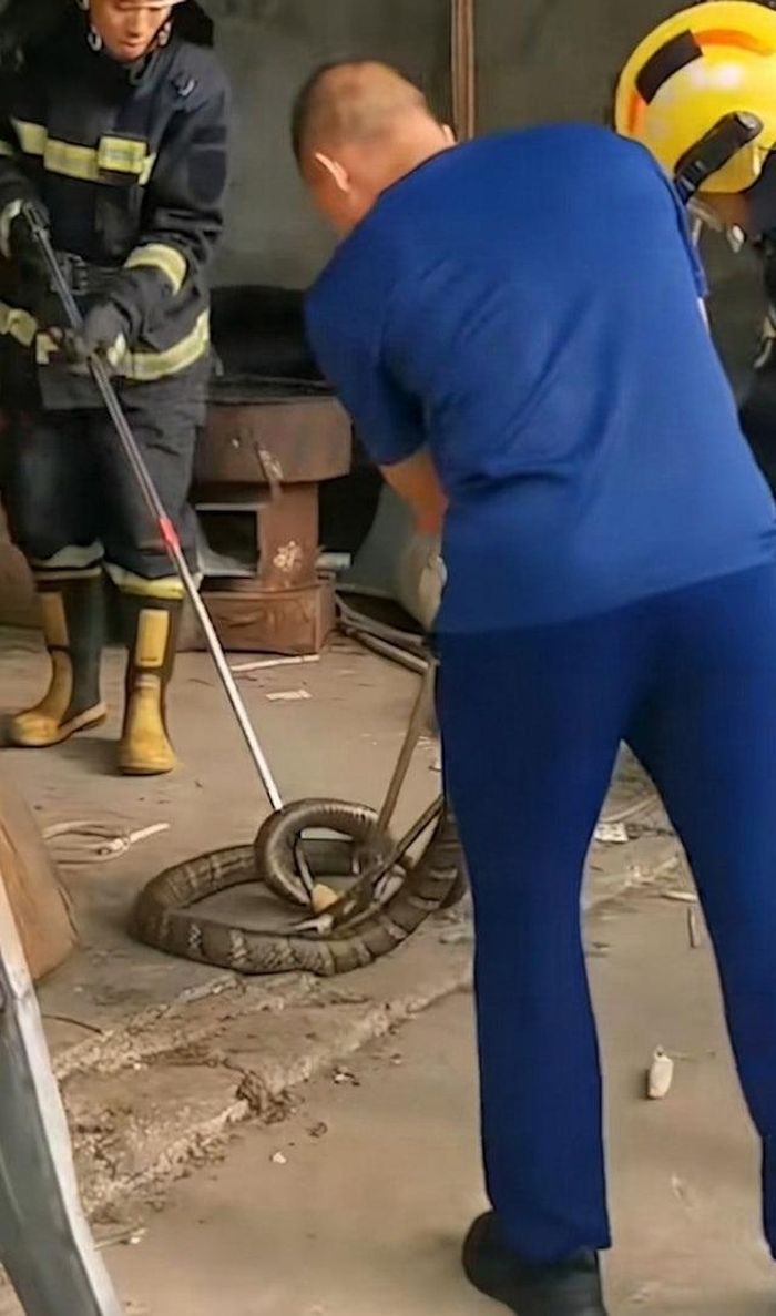 Con rắn nặng 6kg bị bắt.