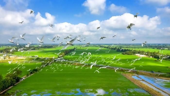 Khung cảnh yên bình ở xứ sở sen hồng.