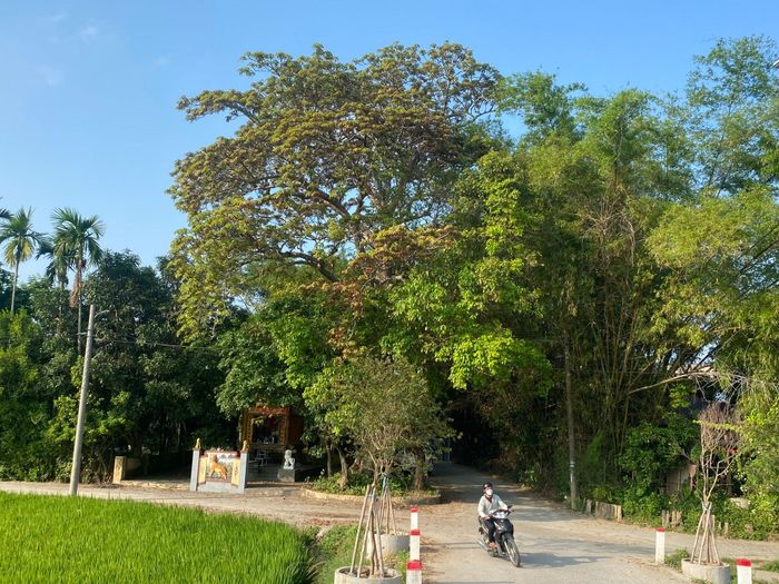 Không gian của thôn/tổ dân phố sẽ được tổ chức rộng hơn sau sắp xếp. Ảnh: VĨNH LỘC