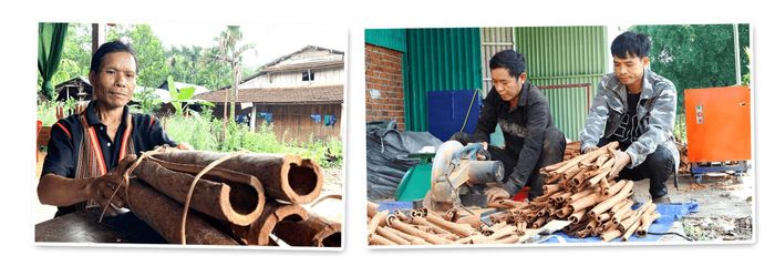 Sản lượng quế thành phẩm của vùng cao Đà Nẵng vẫn còn ở mức thấp khiến doanh nghiệp khó phát triển thị trường. Ảnh: PHAN VINH