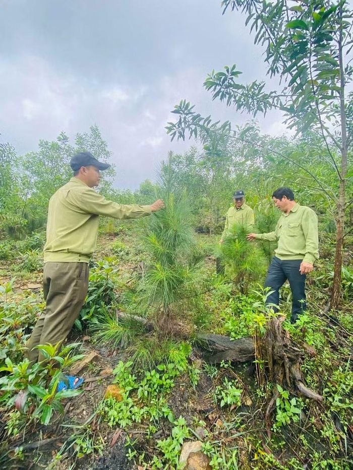  Trong giai đoạn 2026 - 2030, Gia Lai dự kiến trồng mới và trồng rừng luân canh khoảng 125 nghìn héc ta. Ảnh: N.T 