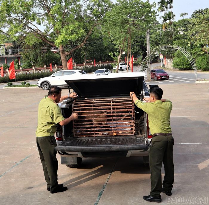Sau khi hoàn thiện thủ tục, cá thể khỉ đuôi lợn được bàn giao cho Trung tâm Du lịch và Bảo tồn sinh vật Hoàng Liên để thực hiện công tác cứu hộ, chăm sóc sức khỏe.