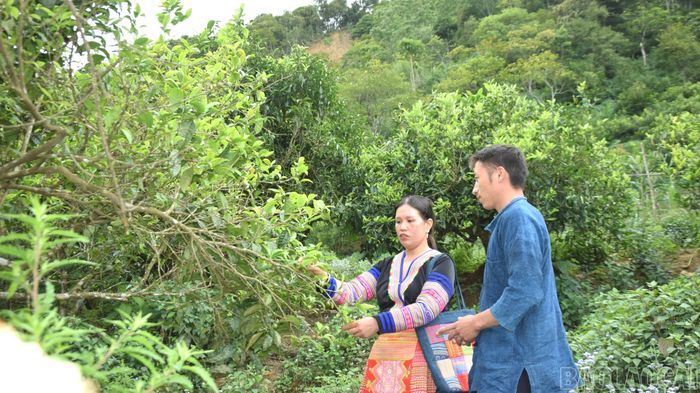  Cán bộ xã Sơn Lương, chị Mùa Thị Mỵ và người dân thôn Giàng Pằng chia sẻ kinh nghiệm chăm sóc cây chè Shan tuyết. 