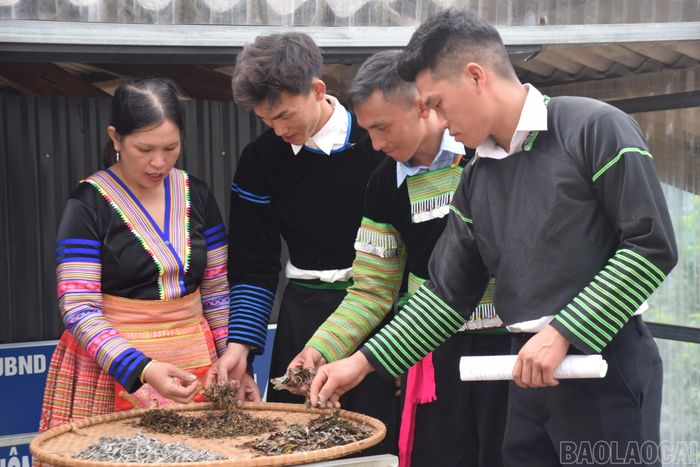  Đảng viên Mùa Thị Mỵ - Giám đốc Hợp tác xã Chè Shan tuyết Giàng Pằng Chú Mỵ trao đổi kinh nghiệm chế biến chè với các đảng viên Chi bộ thôn Giàng Pằng. 