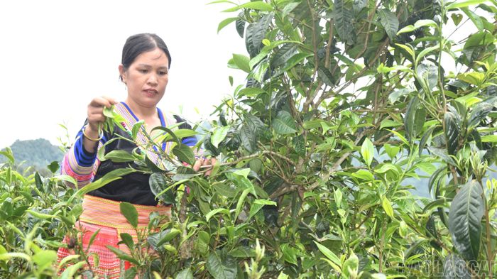  Chị Mùa Thị Mỵ biết ơn cây chè đã mang lại cuộc sống tốt hơn cho gia đình mình và người dân Giàng Pằng. 