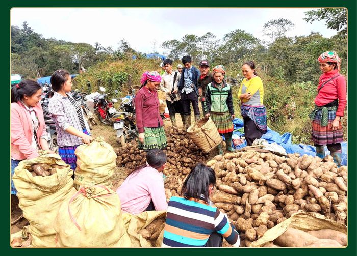 Mỗi năm, người Mông ở Hồng Ngài xuất bán hơn 100 tấn "sâm đất", thu về 600 - 700 triệu đồng.