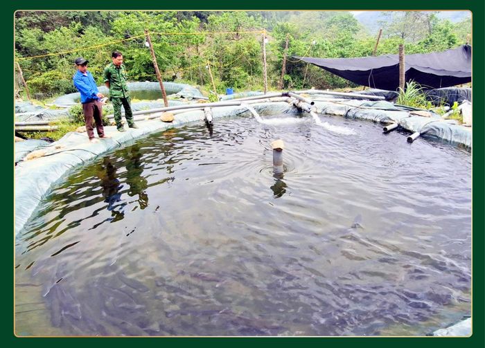 Người dân khu vực vùng cao, biên giới Y Tý mạnh dạn đầu tư mô hình nuôi cá nước lạnh.