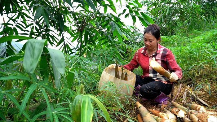  Chị Nguyễn Thị Huế thu hoạch măng Bát độ. 