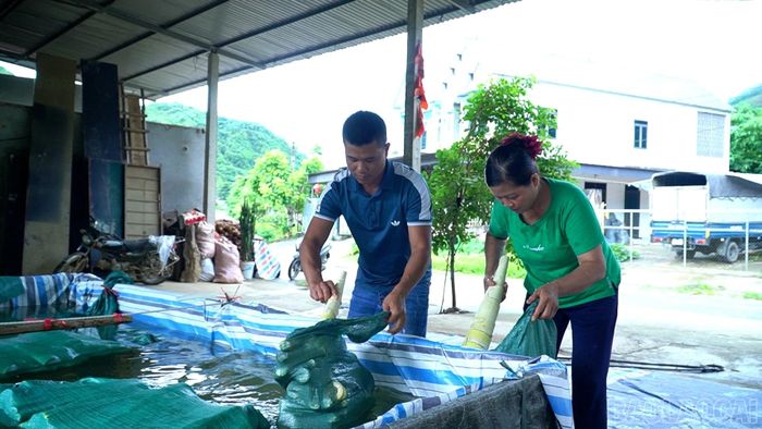 Từ đầu vụ đến nay, HTX dịch vụ tổng hợp Hải Nam, xã Quy Mông thu mua được gần 10 tấn măng tươi.