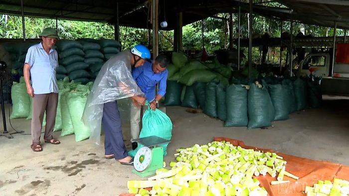 Các hợp tác xã là cầu nối giữa người dân và doanh nghiệp giúp thu mua, sơ chế măng.