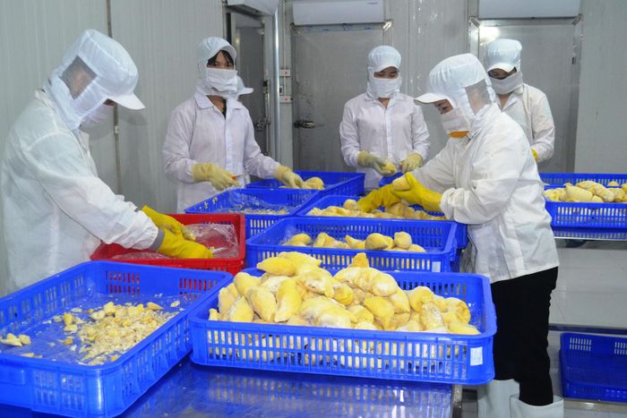 Hiện nay, Lâm Đồng có khoảng 508 cơ sở sơ chế, đóng gói nông sản với tổng sản lượng khoảng 1,53 triệu tấn/năm. Ảnh tư liệu