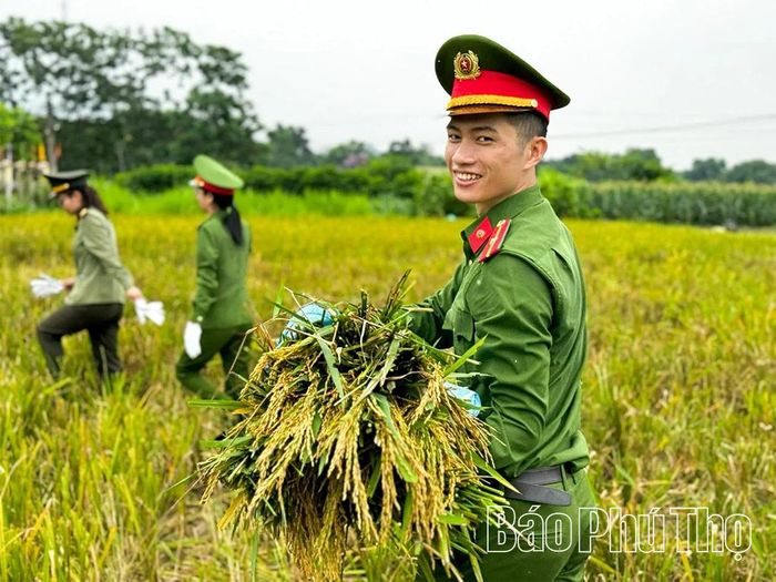 Cán bộ Công an xã Lạc Sơn tham gia làm công tác vận động quần chúng ở cơ sở, giúp dân thu hoạch lúa.