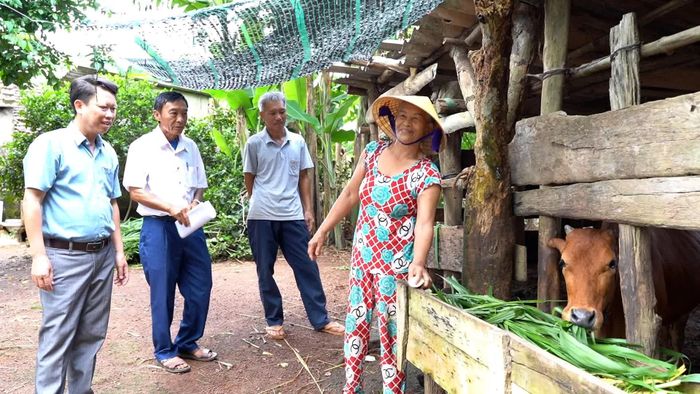 Mô hình nuôi bò sinh sản góp phần giúp người dân xã Tân Mỹ thoát nghèo - Ảnh: P.K