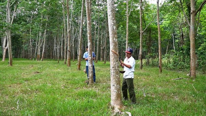 Người dân thôn Đồng Tâm, xã A Dơi cạo mủ cao su - Ảnh: Đ.V