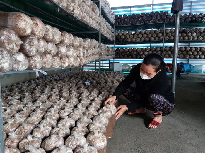 Không ít HTX quy mô nhỏ lẻ, sức cạnh tranh thị trường không cao - Ảnh: Đ.N