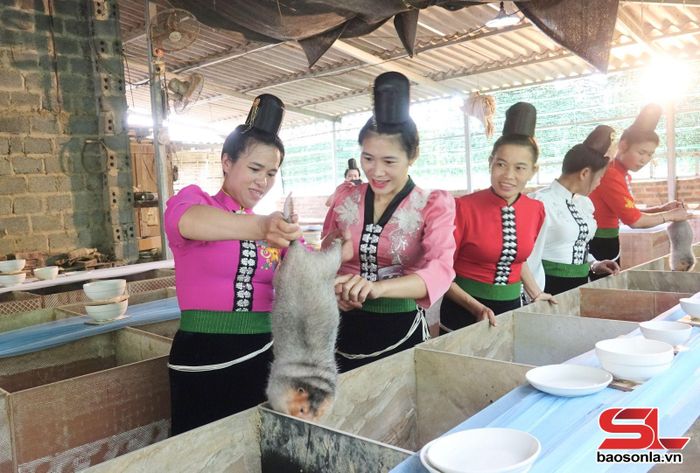 Mô hình nuôi dúi thương phẩm của phụ nữ phường Chiềng Cơi.