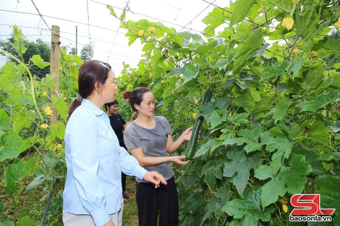 Mô hình trồng bí xanh áp dụng hệ thống tưới tự động của nông dân bản Liên Hưng.