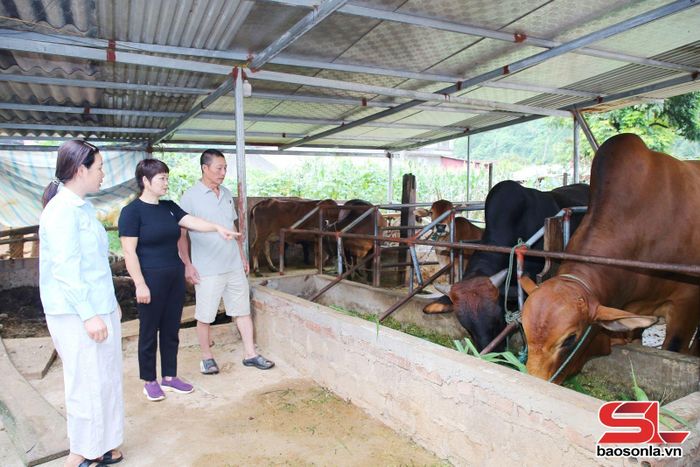 Mô hình nuôi bò nhốt chuồng của nhân dân Liên Hưng, xã Tô Múa.