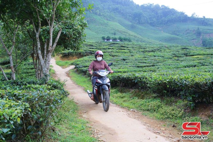 Đường lên nương chè bản Mến, xã Tô Múa được bê tông từ nguồn lực xã hội hóa.