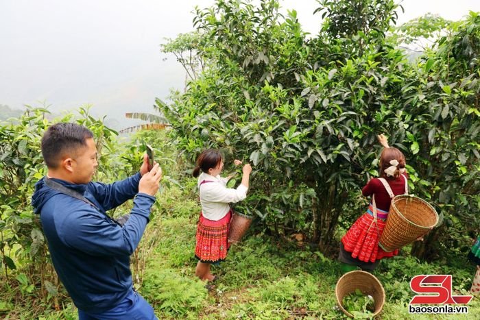 Người dân vùng cao Suối Tọ quảng bá sản phẩm chè trên mạng xã hội.