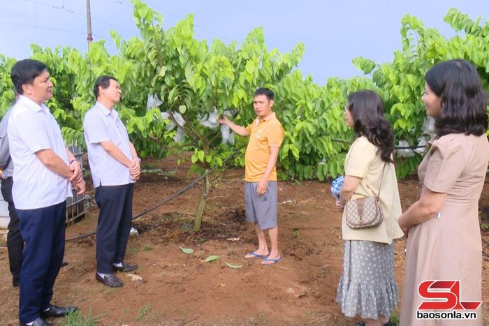 Đoàn công tác Tạp chí Cộng sản khảo sát mô hình trồng na tại tiểu khu 3/2, xã Mai Sơn.