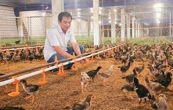 Nhờ nguồn vốn từ Quỹ hỗ trợ phát triển HTX tỉnh Quảng Trị, ông Trần Hữu Tấn có điều kiện đầu tư mở rộng trang trại gà. 