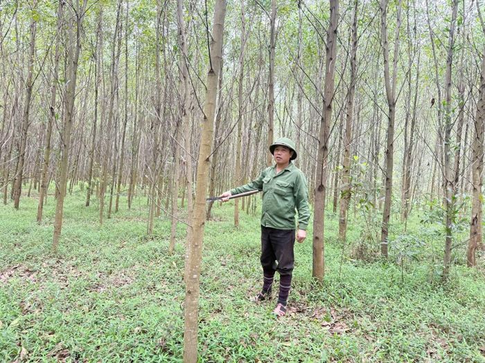 Người dân thôn Bồng Lai 1 bức xúc vì có những rừng keo của cán bộ thôn không hề bị ảnh hưởng sau bão nhưng vẫn được nhận tiền hỗ trợ.