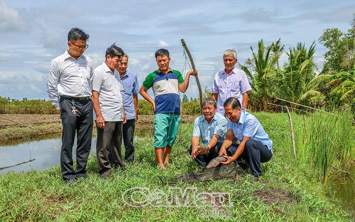 Cán bộ, đảng viên và người dân xã Tân Lộc tham quan, trao đổi kinh nghiệm mô hình nuôi tôm kết hợp cá bống tượng hiệu quả của ông Trần Văn Giới.