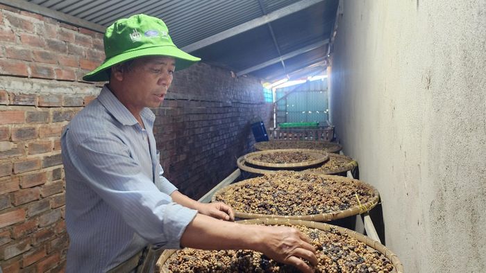 Cầy hương tạo ra loại cà phê đắt đỏ bậc nhất thế giới.