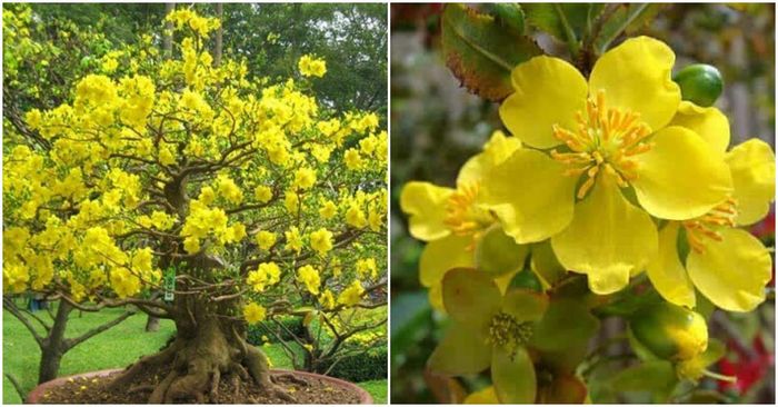 Cây mai vàng – Thu hút phú quý, mang đến khởi đầu thuận lợi. Ảnh minh họa.