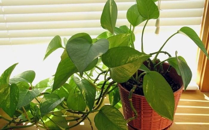 Cây trầu bà – Kích hoạt dòng chảy tài lộc, gia tăng may mắn