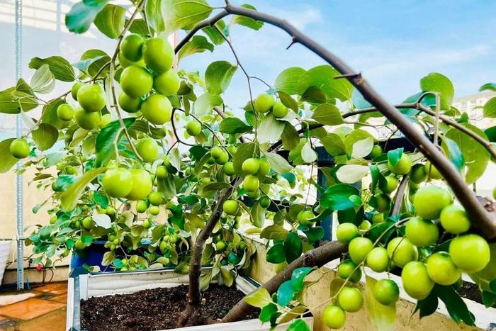 Nếu được chăm sóc đúng cách, cây táo vẫn có thể cho năng suất đáng kể