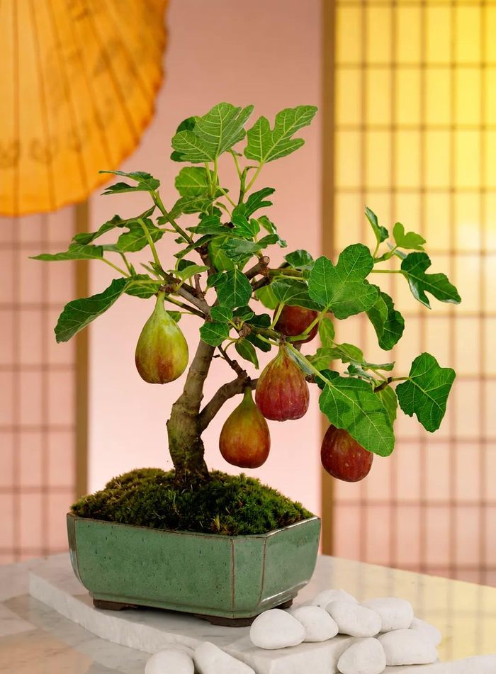 Một số giống sung Mỹ phát triển rất tốt trong chậu