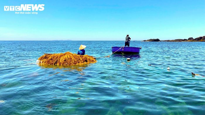 "Năm nay thời tiết thuận lợi, biển êm nên rong mơ phát triển rất nhanh, bản dày và dài. Hiện rong khô được thu mua với giá khoảng 7.000 đồng/kg. Bình quân 4kg rong tươi cho ra 1kg rong khô. Với sản lượng hơn 600 kg rong tươi mỗi ngày, mỗi hộ có thể thu được trên 150kg rong khô, mang về hơn 1 triệu đồng/ngày" - ông Nguyễn Chì (trú thôn Đông Sơn) vui vẻ chia sẻ.