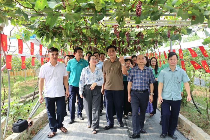Ảnh: Mô hình trồng nho kết hợp du lịch trải nghiệm của gia đình ông Hoàng Thanh Minh (tỉnh Thanh Hóa) đang trở thành điểm đến hấp dẫn du khách trong và ngoài tỉnh, góp phần nâng cao giá trị sản xuất trên diện tích canh tác. Ảnh: HND