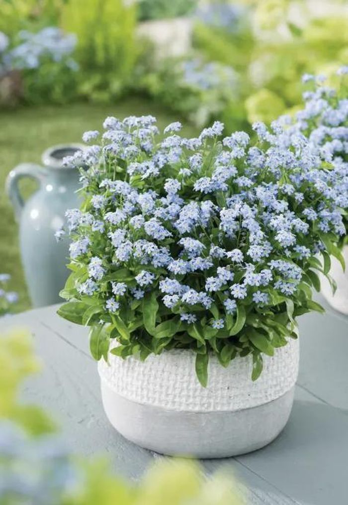 Cây hoa lưu ly là một trong những cây phong thủy hợp tuổi mùi.