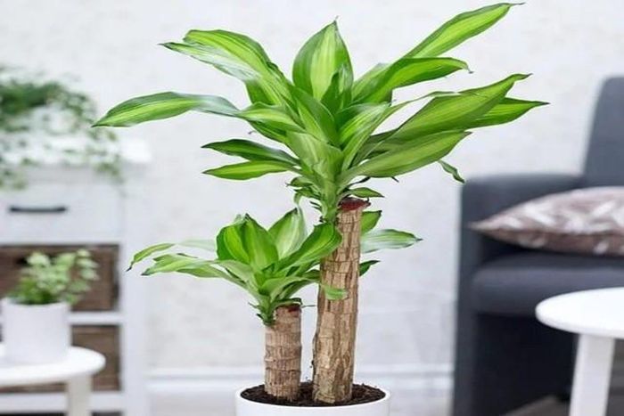 Theo phong thủy, để thay đổi vận mệnh tiền bạc cho mình, người tuổi Mão nên chọn cây phát tài.